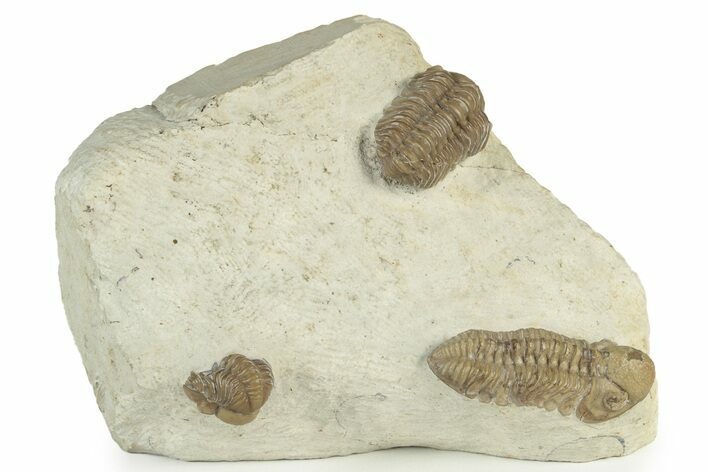 Three Trilobite (Kainops & Paciphacops) Fossils - Oklahoma #232704